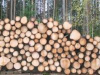 Ny økning i tømmerprisene i sommer