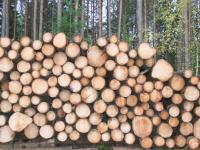 Viken Skog søker salgsleder