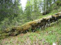 Miljøverdier i kalkskog og registrering av naturtyper i skog