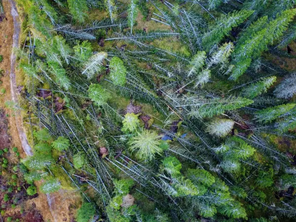 Uværet Amy gjorde mer skade i skogen enn man først trodde, opplyser Skogbrand. Oppfordringen er å gå ut og sjekke og melde fra til forsikringsselskapet.