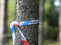 Viken Skog med viktige innspill til ny skogstandard