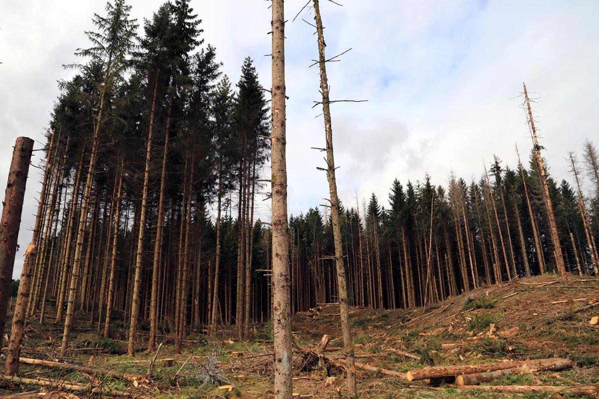 Tørkeskadet skog i Våle i Tønsberg kommune.