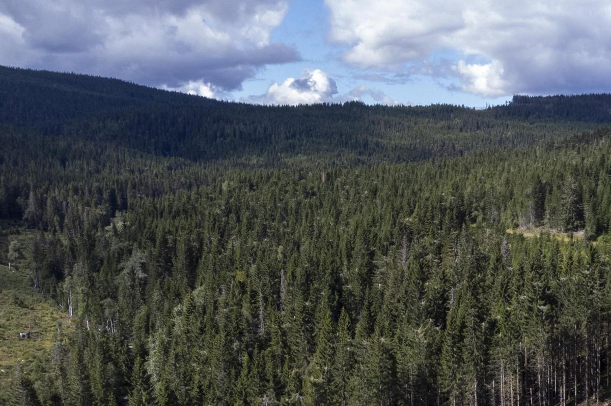 Dronefoto av skog