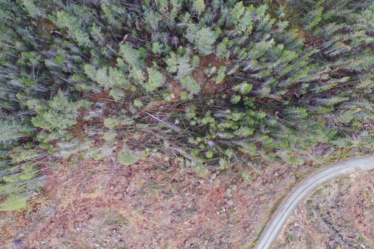 Dronebilde fra skogsområde i Hedalen