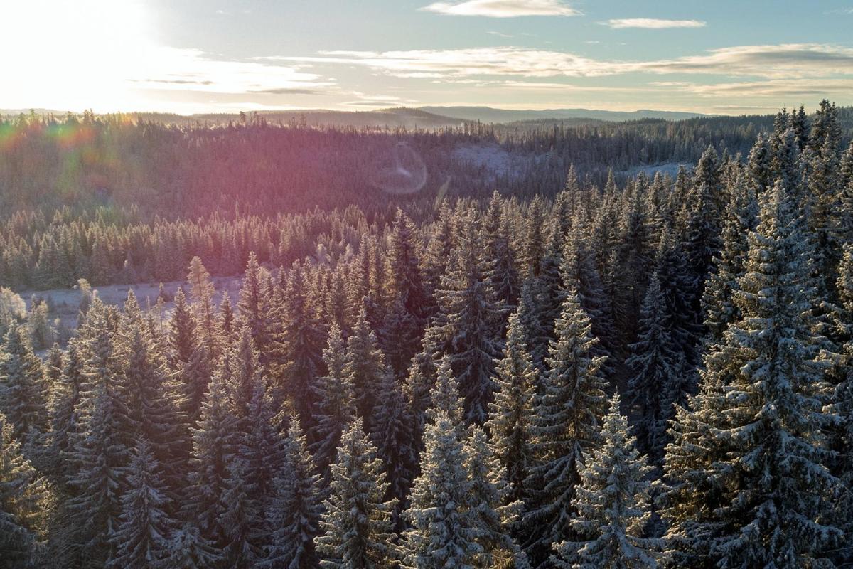 Skog vinterlandskap