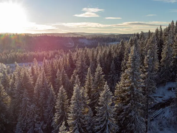 Tømmerprisene er justert litt ned i starten på 2026, men det er fortsatt gode priser og høy etterspørsel. Viken Skog tilbyr konkurransedyktige priser på ditt tømmer.