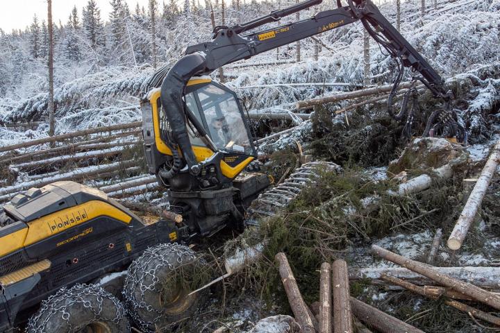 2021 ble et rekordår i skogen