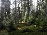 Nytt naturtype-kartlag på plass i DinSkog