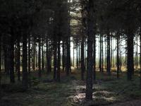 Ingen satsing på skogen i statsbudsjettet