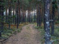 Skatteveiledning for kapitalbeskattet skogeier