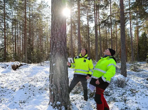 Gamle Hvam museum ved Årnes er i gang med en omfattende rehabilitering av svalgangsbygningen. Viken Skog fikk i oppdrag å finne nytt laftetømmer i nærområdet.