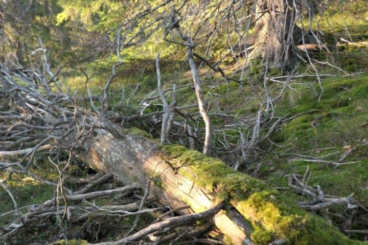 Arealet med naturskog har økt