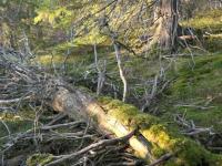 Arealet med naturskog har økt