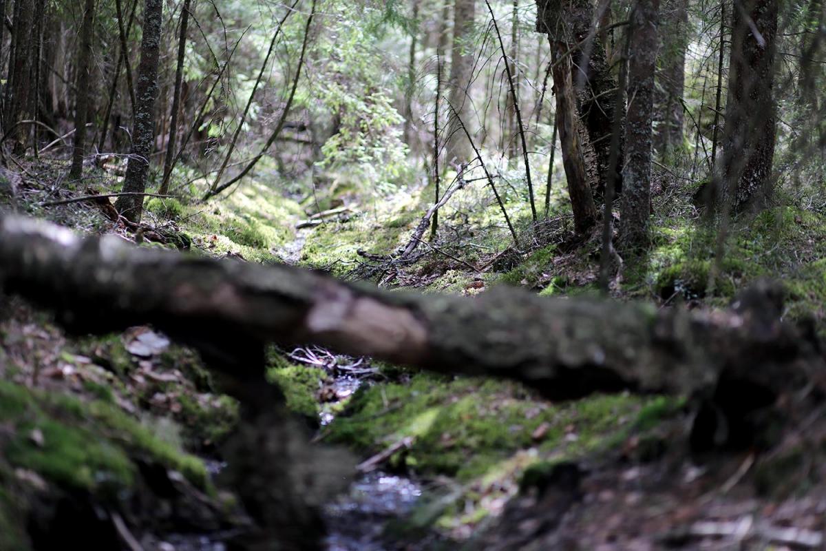 Grøft i skogen