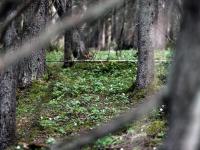 Tilskudd til miljøtiltak i skog