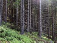 Naturtypekartlegging i Eiker-skogen skaper stor usikkerhet