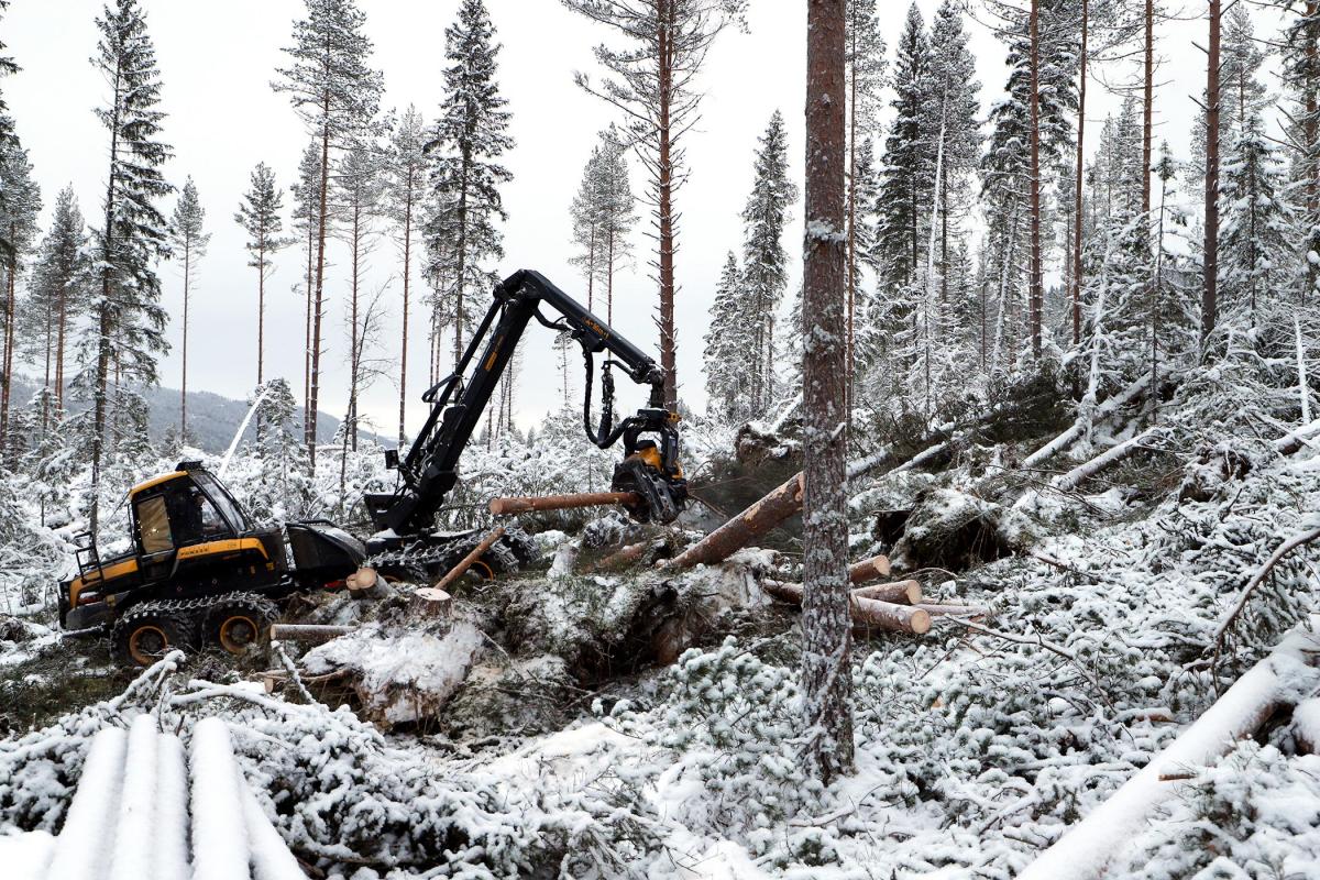 Hogst av vindfall