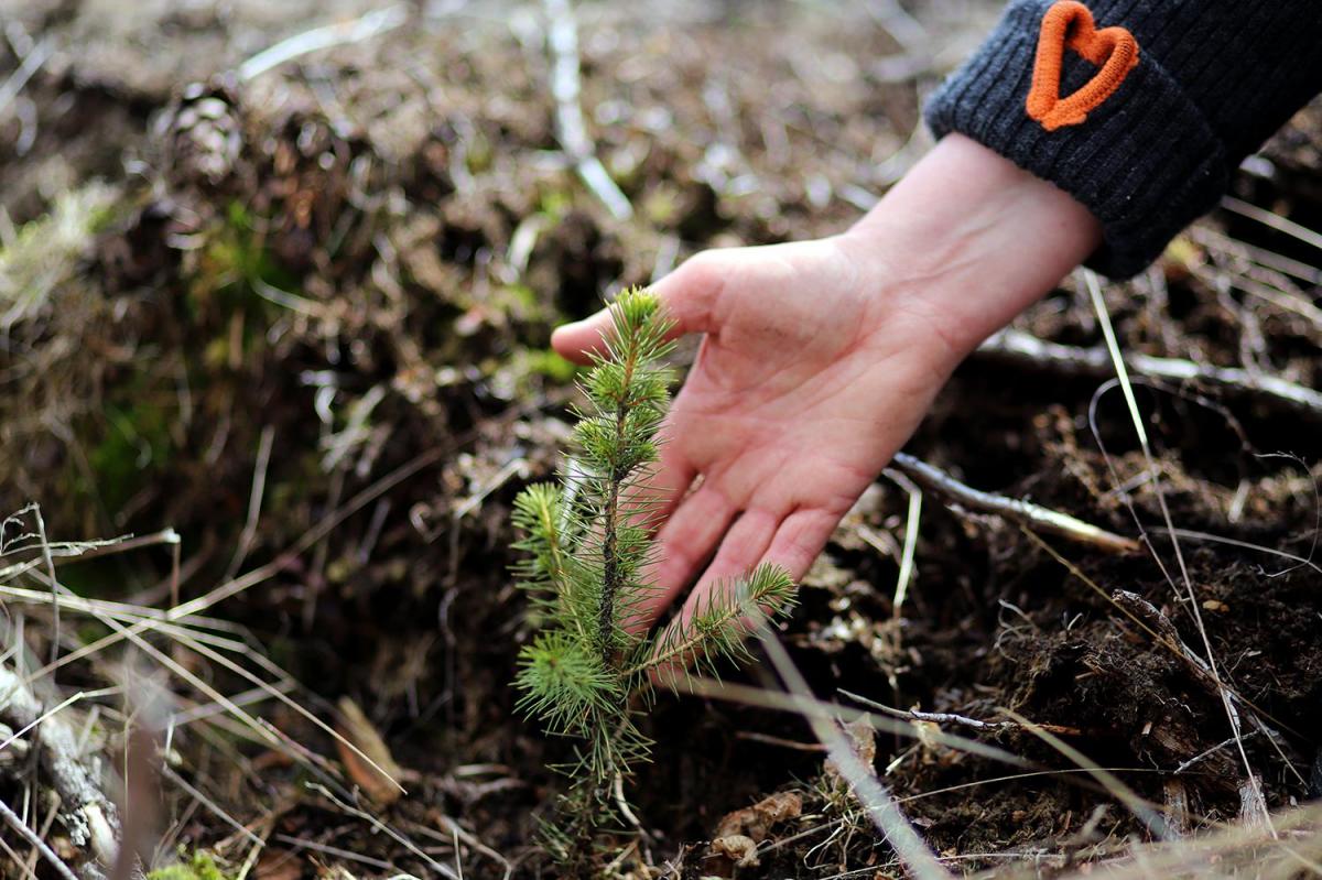 Hånd stryker en ung granplante