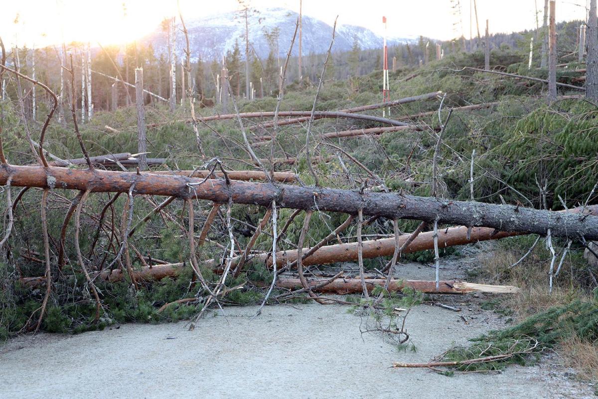 Stormskader i Hedalen i november 2021