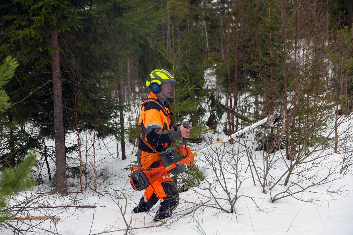 Henning Røsholt med hjelm og verneutstyr utfører ungskogpleie i skogen ved Steinsholt
