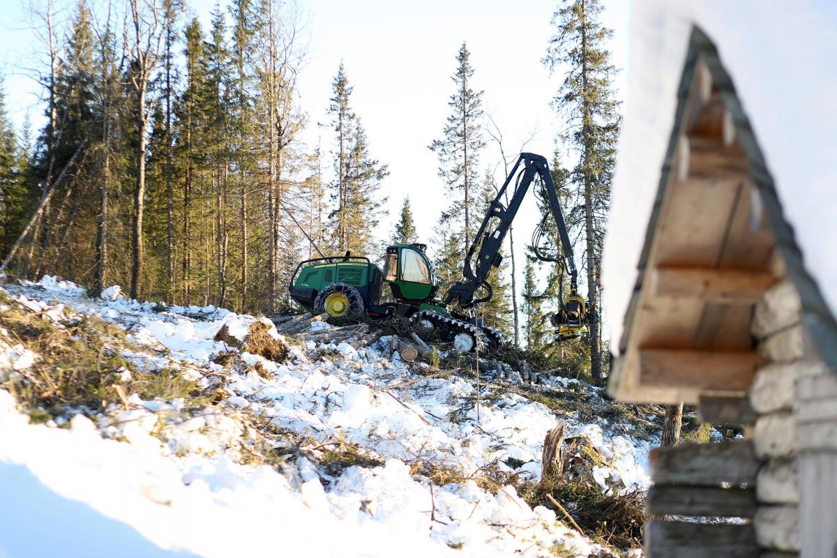 Hogst av vindfall i Valdres