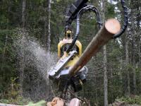 Revidert nasjonalbudsjett med positive tiltak for skognæringen