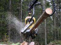 Tiltakspakken for å opprettholde hogstaktiviteten gir mange muligheter