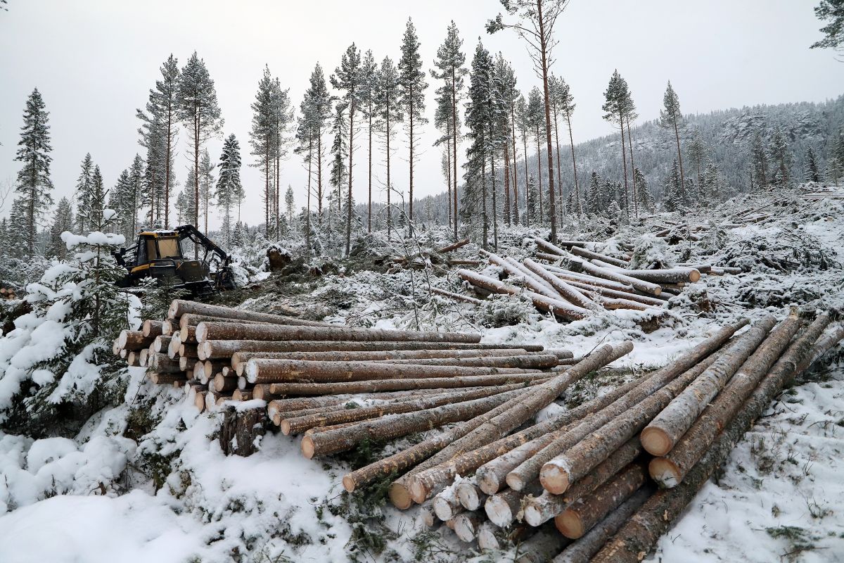 Hogstmaskin og vinterdrift med tømmerhogst i Valdres