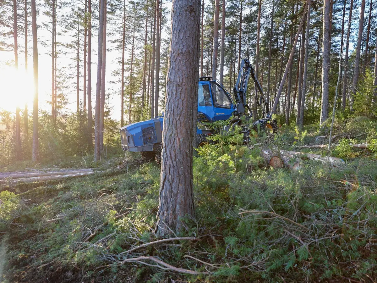 Amy la ned hundrevis av trær i furuskogen til Håkon Lindstad på Hønefoss. Nå ryddes det opp etter avklaringer om hvordan det skulle gjøres.