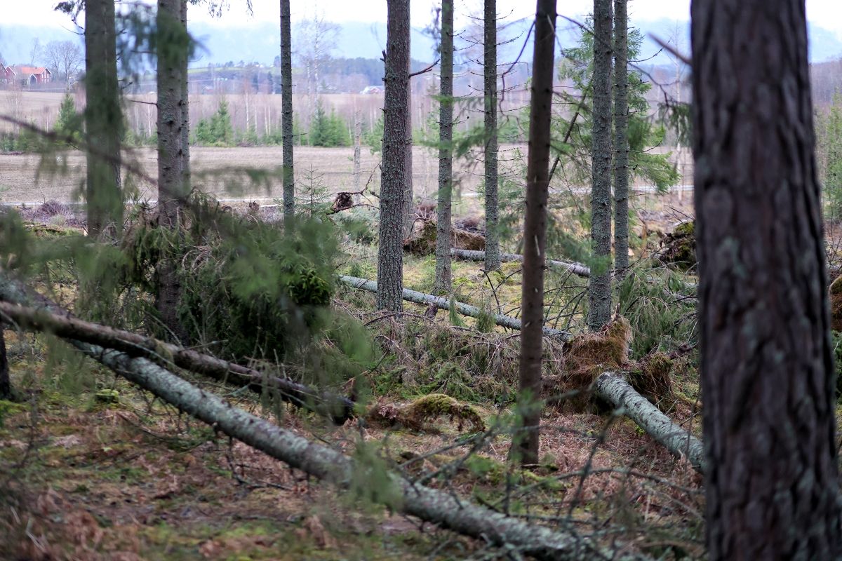 Vindfelte trær i og i nærheten av nøkkelbiotopen