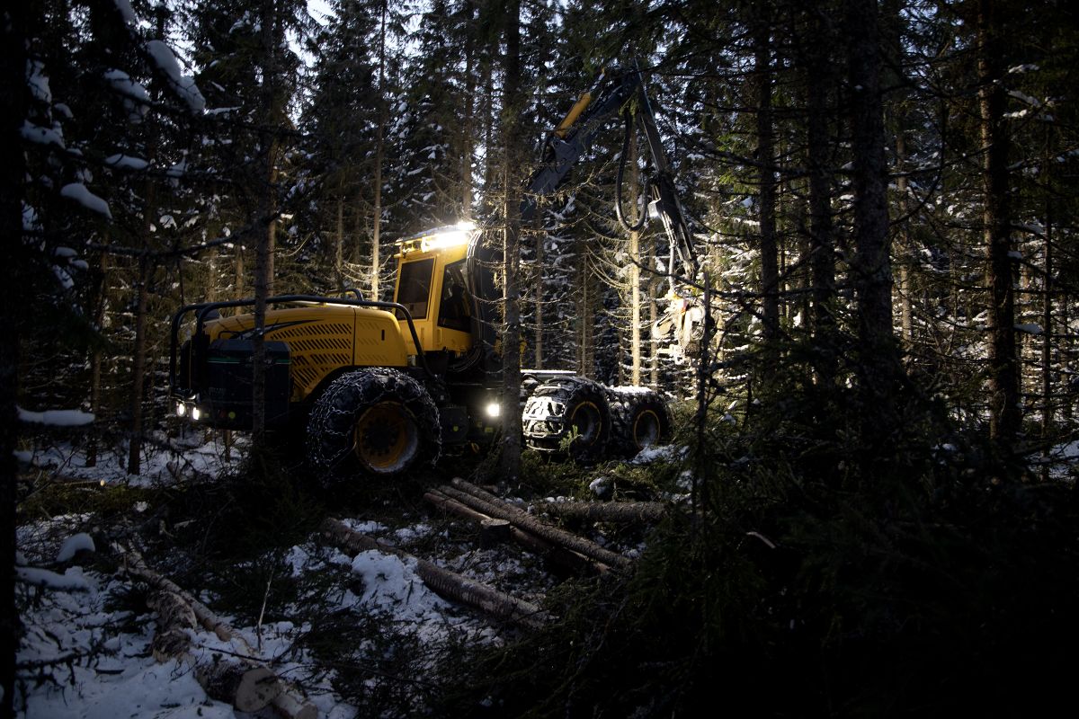 Hogstmaskin utfører tynning i Løten en kald vinter, ettermiddag