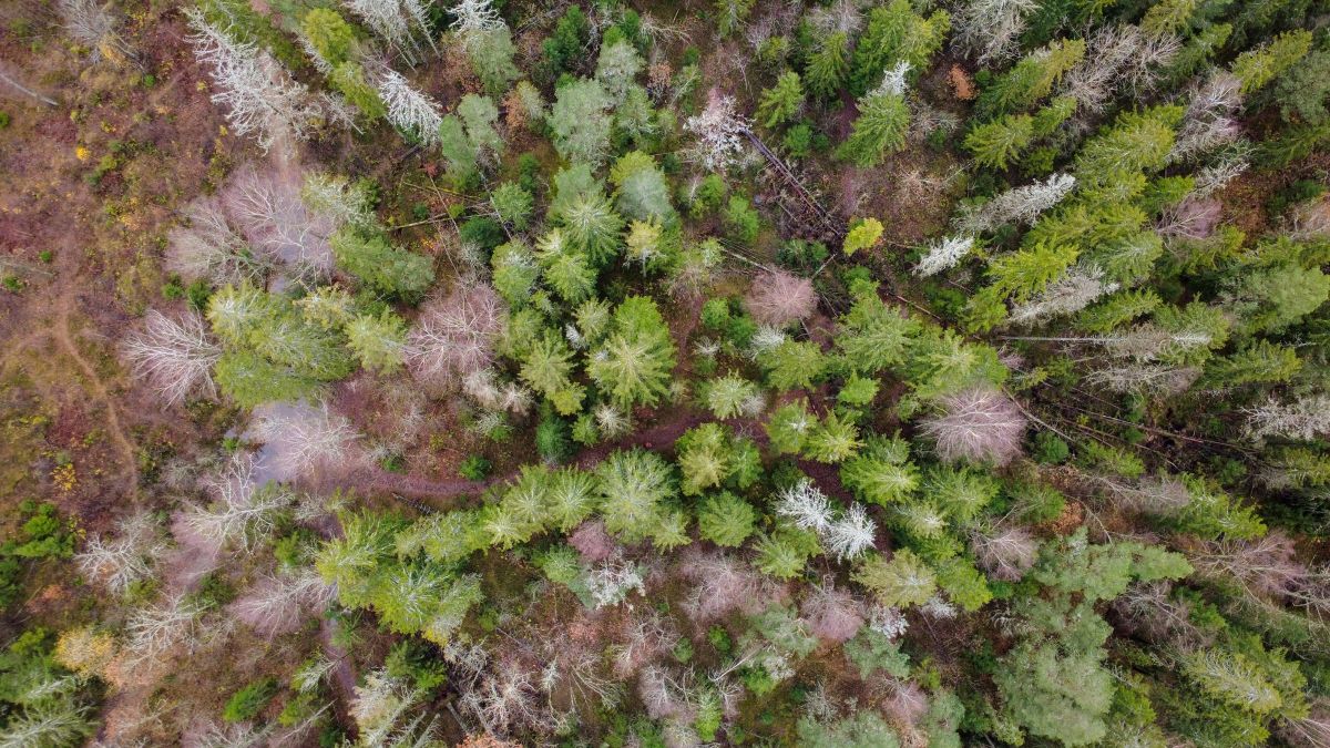 Dronebilde over Tanumskogen