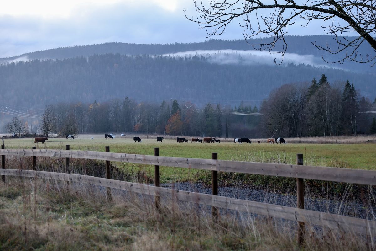 Kjøttfe på Søndre Tanum gård, Vestmarka i bakgrunnen