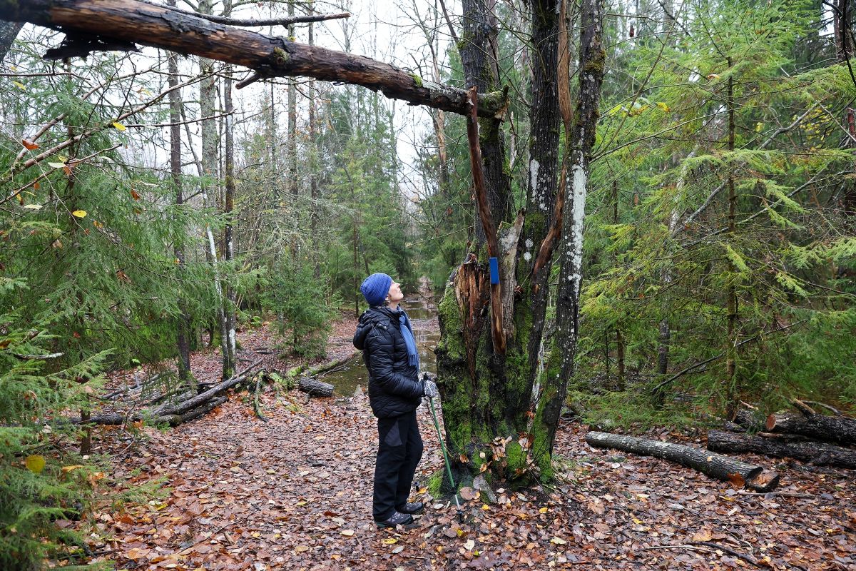 Kari Margrethe Friis iakttar et skadet tre