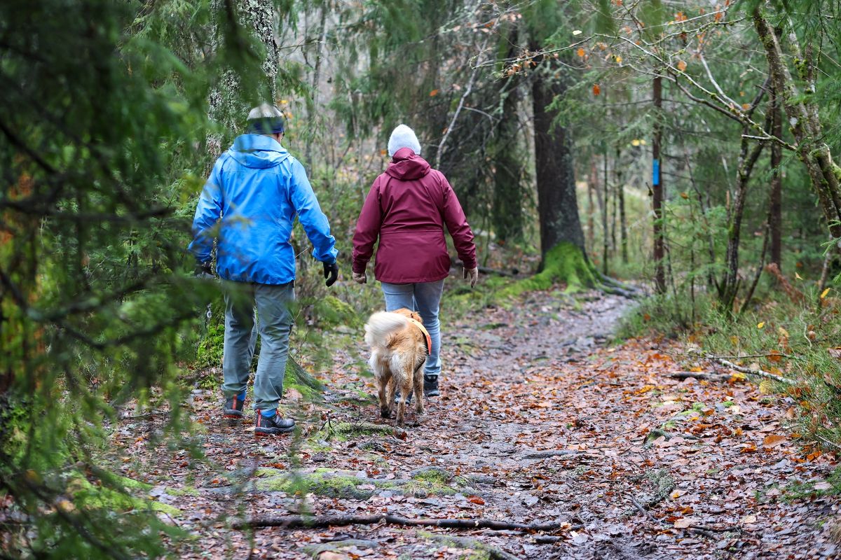 Et par med hund på luftetur i skogen i Bærum