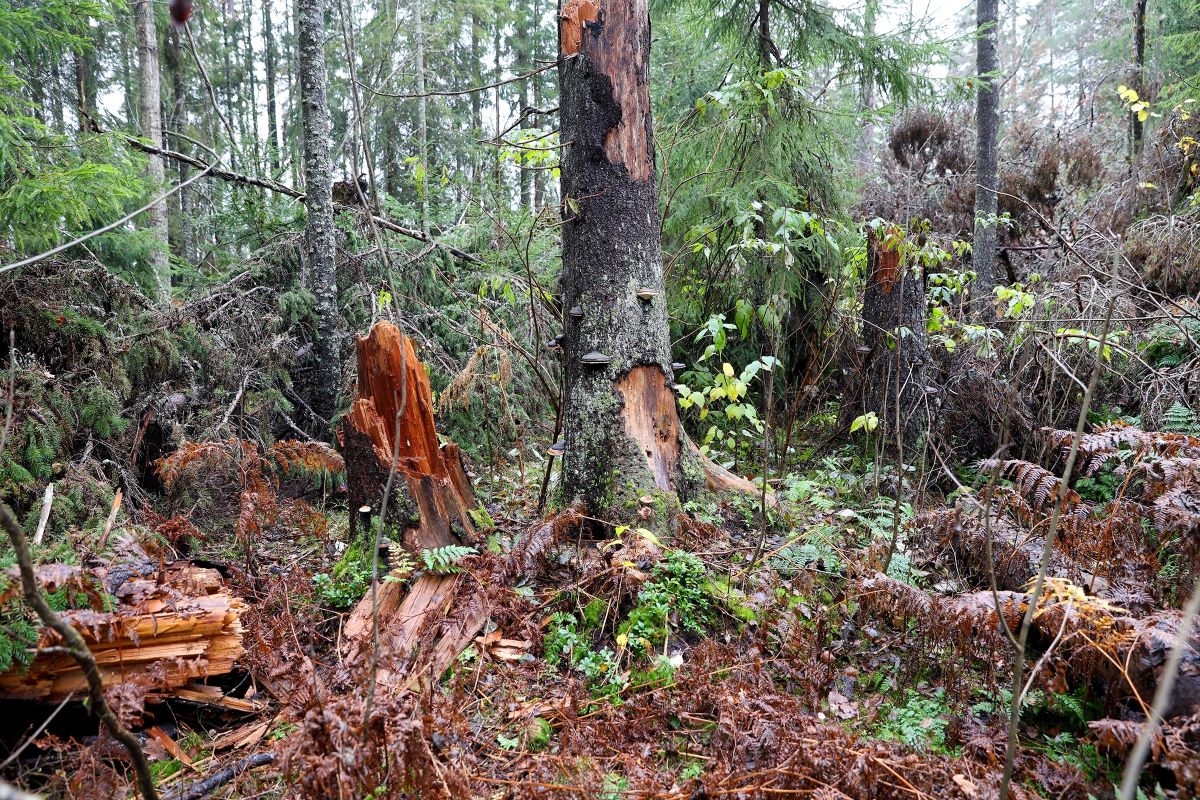 Grantrær angrepet av barkbiller, vindfall