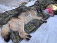 Elgå-ulven til Østfold vekker sterke reaksjoner