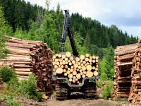 God økning i tømmerprisene: – Nå er tiden inne for hogst!