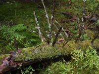 Naturindeksen 2020 - fortsatt positiv utvikling for skog
