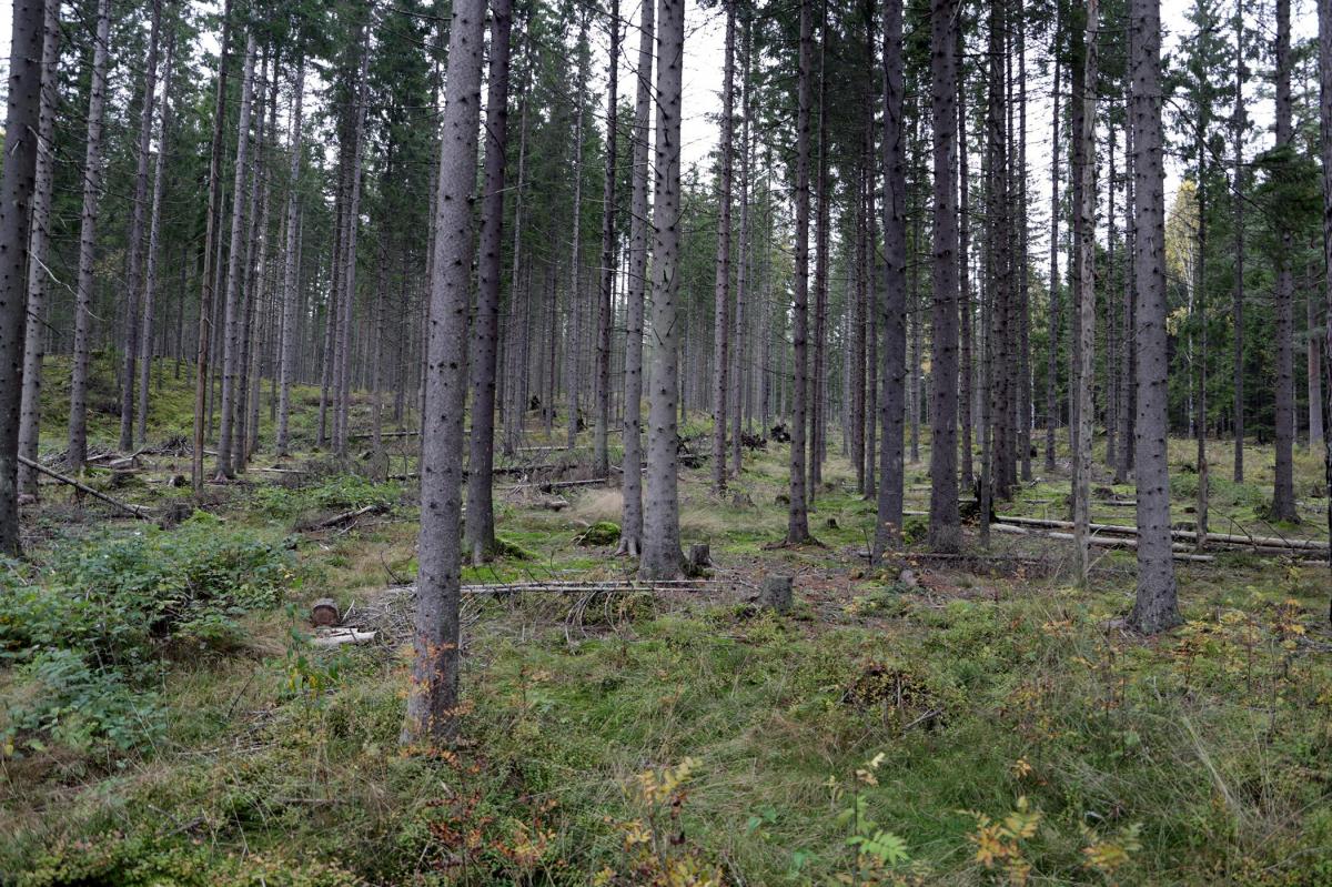 Lukket hogst, Oslo