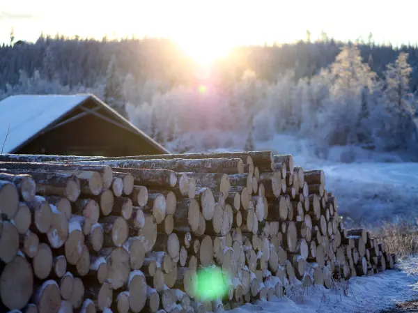Stabile tømmerpriser til tross for lav byggeaktivitet. Viken Skog tilbyr gode priser på ditt tømmer.