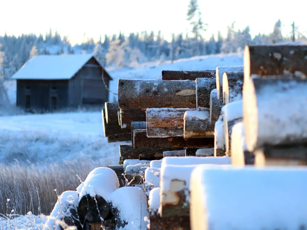 De offisielle tallene viser at tømmerprisene økte med hele 25 prosent fra 2024 til 2025. Tømmerprisene holder seg relativt høye til tross for nedgangen i andre halvår i fjor.