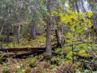 Viktig løft for frivillig skogvern i revidert nasjonalbudsjett