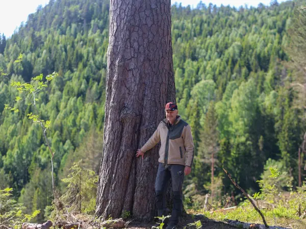 En gang i tiden var den ansett som et bra emne for å bli en rett og fin mast på en seilskute, men et hakkespetthull gjorde at den fikk stå. Deretter ble den nesten glemt – og etter hvert gjemt. Treet er i dag 15 kubikkmeter!