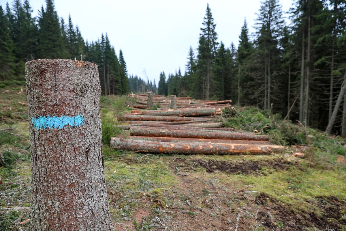 Tømmer i stien i nærheten av Sindersætra