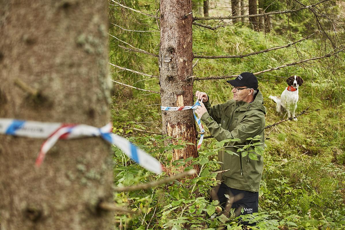 Elling Tryterud i Viken Skog henger opp bånd som synliggjør et område der det ikke skal hogges på grunn av miljøhensyn.