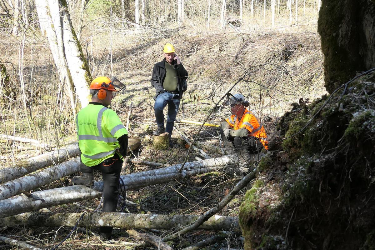 Norsk Skogrydding