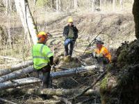 Norsk Skogrydding vant anbud for Statnett