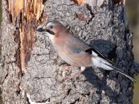 Naturpanelet varsler krise - gjelder det også i Norge?