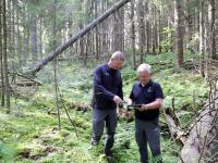 Skal hogge tørkeskadet skog i Sørumsand
